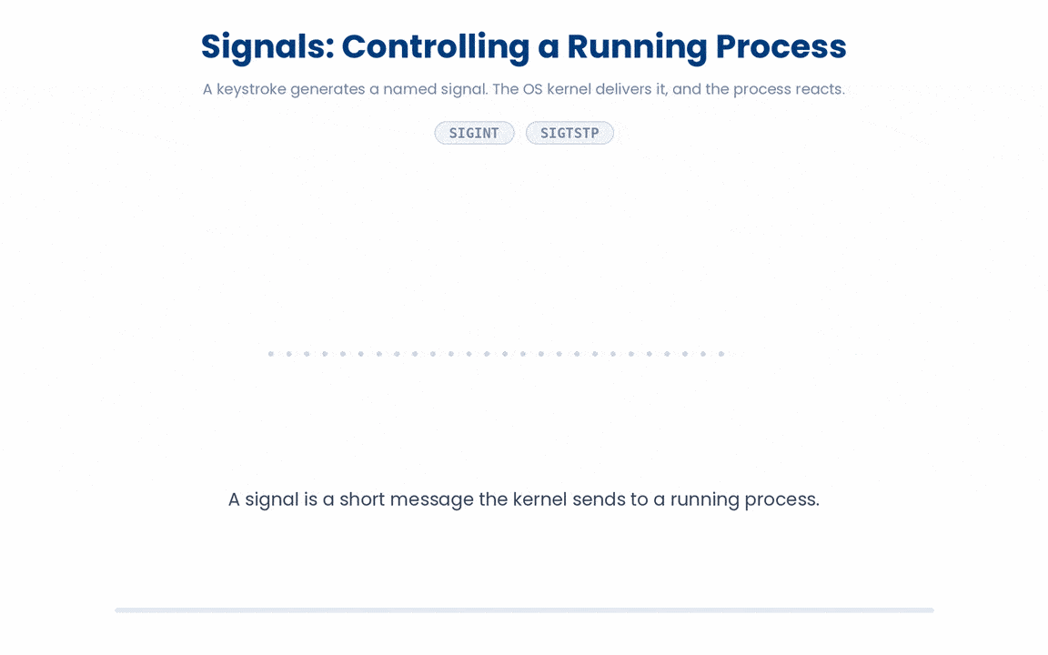 Pressing Ctrl-C or Ctrl-Z does not act on a process directly; it tells the OS kernel to deliver a specific named signal, and the signal's identity (SIGINT vs SIGTSTP) is what decides whether the process is terminated or merely suspended.